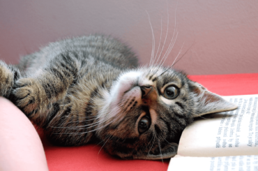 Acessórios para gatos