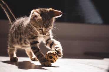 brinquedos para gatos