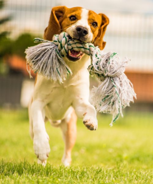 cordas de brinquedo para cachorro