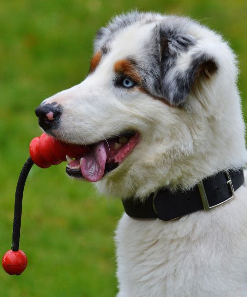 brinquedos para cachorros: mordedores