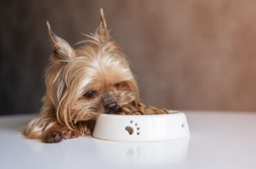 Melhores rações para cachorro