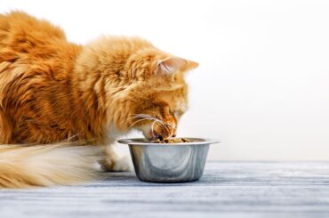 Melhores rações para gatos